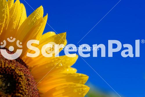Sunflower Close Up Against Dark Blue Sky